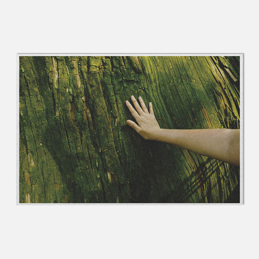 Trees of Distant Memories Postcard